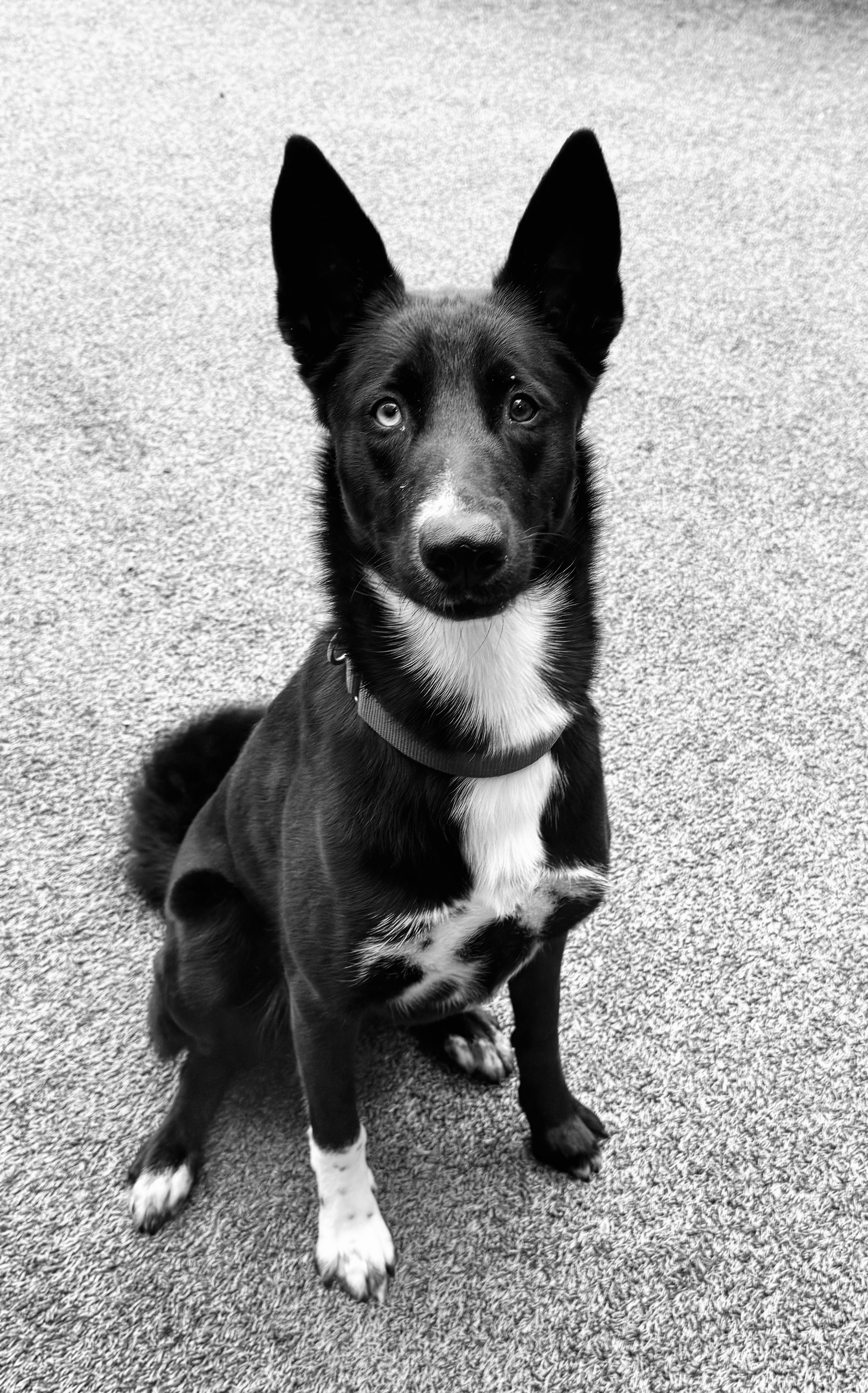 Shelter dog