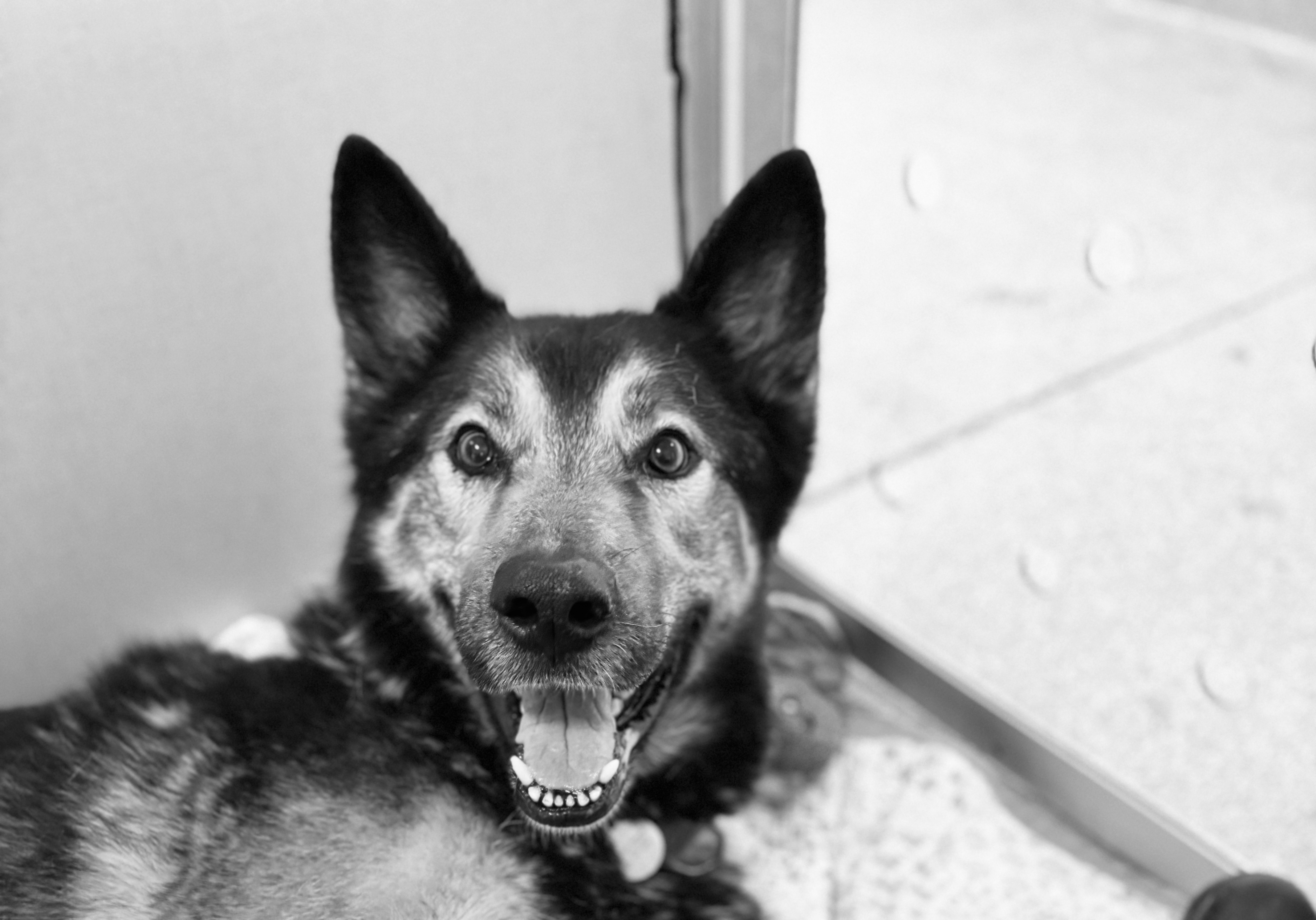 Shelter dog